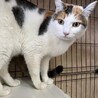 人馴れ抜群なふーちゃん　みーちゃんとペアで サムネイル2