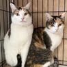 人馴れ抜群なふーちゃん　みーちゃんとペアで サムネイル3
