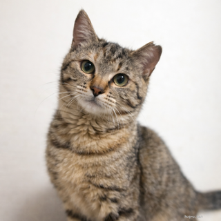 猫大好き　のんちゃん