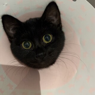 健気な甘えん坊を家族に迎えませんか？