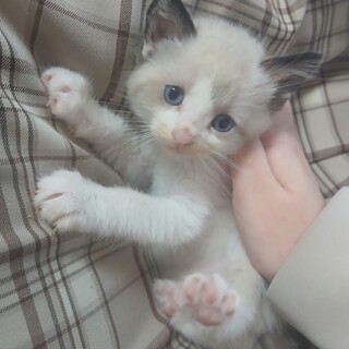 チビ猫ちゃんの里親募集中！