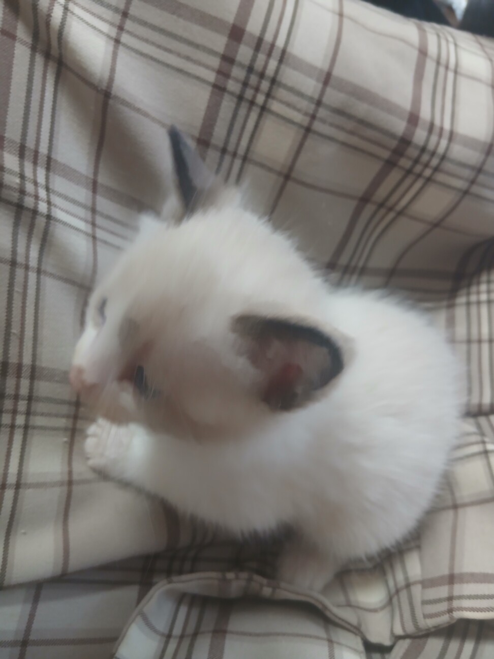 チビ猫ちゃんの里親募集中！」茨城県 - 猫の里親募集(537260) 3枚目の