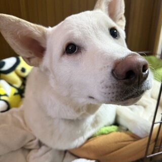 9ヶ月 甘えん坊 男の子 