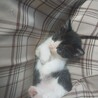 チビ猫ちゃんの里親募集中！ サムネイル2