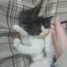チビ猫ちゃんの里親募集中！ サムネイル3