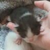 チビ猫ちゃんの里親募集中！ サムネイル4