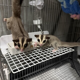 ご家族が決まりました。