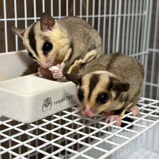 ご家族決まりました。