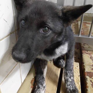 まだ幼い子犬　収容期限3月18日朝まで