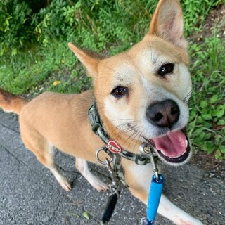 小型でかわいい【夢花】ちゃん