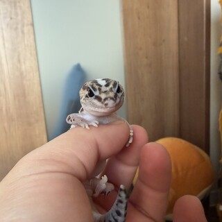 ニシアフリカトカゲモドキ (交渉中)