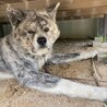 里親様決定しました！ サムネイル2