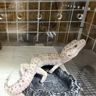 W&Y スノーベル(交渉中)