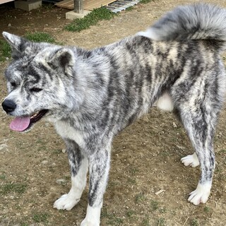 里親様決定しました！