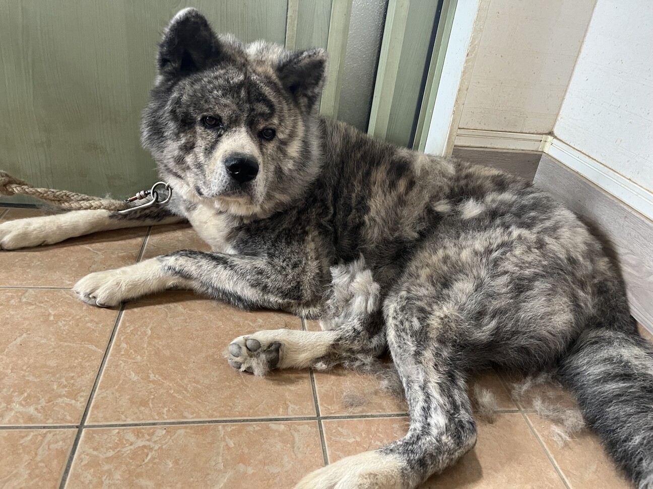 「お犬様」様分 里親様決定しました！」福島県 - 犬の里親募集(537278) 3枚目の画像