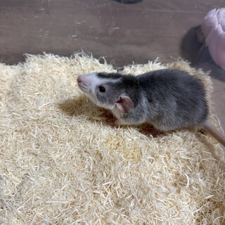 ご家族決まりました。