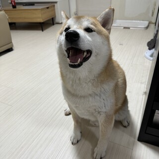 元気いっぱい、でも距離感を大切にする柴犬