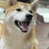 元気いっぱい、でも距離感を大切にする柴犬