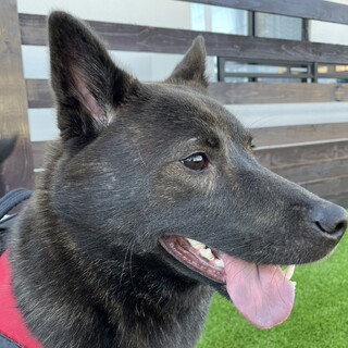 普段は穏やか、警戒心のある一面も持つ甲斐犬