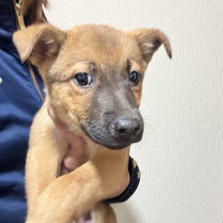 29日の譲渡会に参加します、とりたまちゃんです