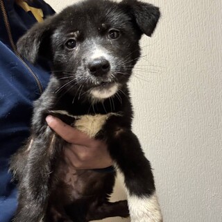 29日の譲渡会に参加します、　しらすちゃん