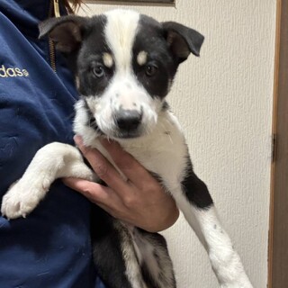 可愛いしゅろちゃんです