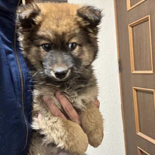 29日の譲渡会に参加します、おたぬちゃん