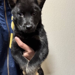 のりたまちゃんです