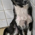 まだ幼い子犬　収容期限3月18日朝まで