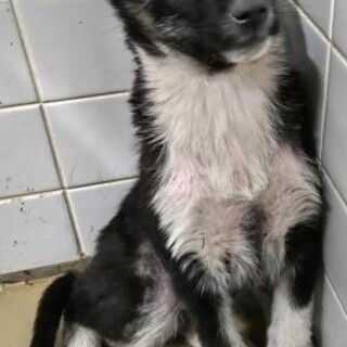 まだ幼い子犬　収容期限3月18日朝まで