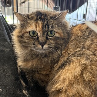 究極のツンデレ娘　サビロングコート