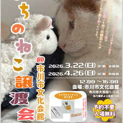 まちのねこ譲渡会