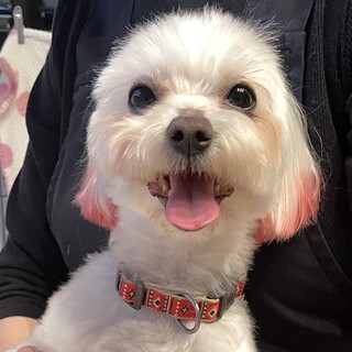 マルチーズ/女の子/3歳 ????