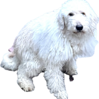 母犬　スタンプー　父犬　ピレニーズのミックス