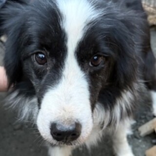 ボーダーコリーの女の子