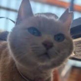 ご高齢の男性によくなつきます。茶虎ちゃん5歳