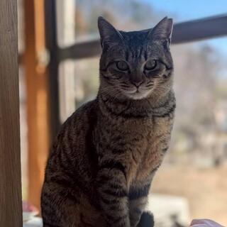 ご高齢の方に。4歳キジトラ　遊び好きな女の子。