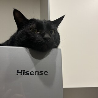 雑種の黒猫オス2歳甘えん坊くん