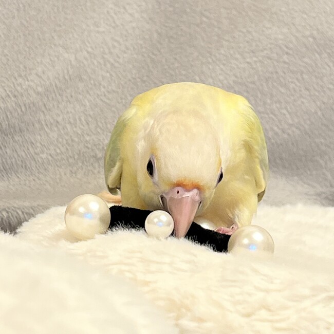 あゆぷみのカバー写真