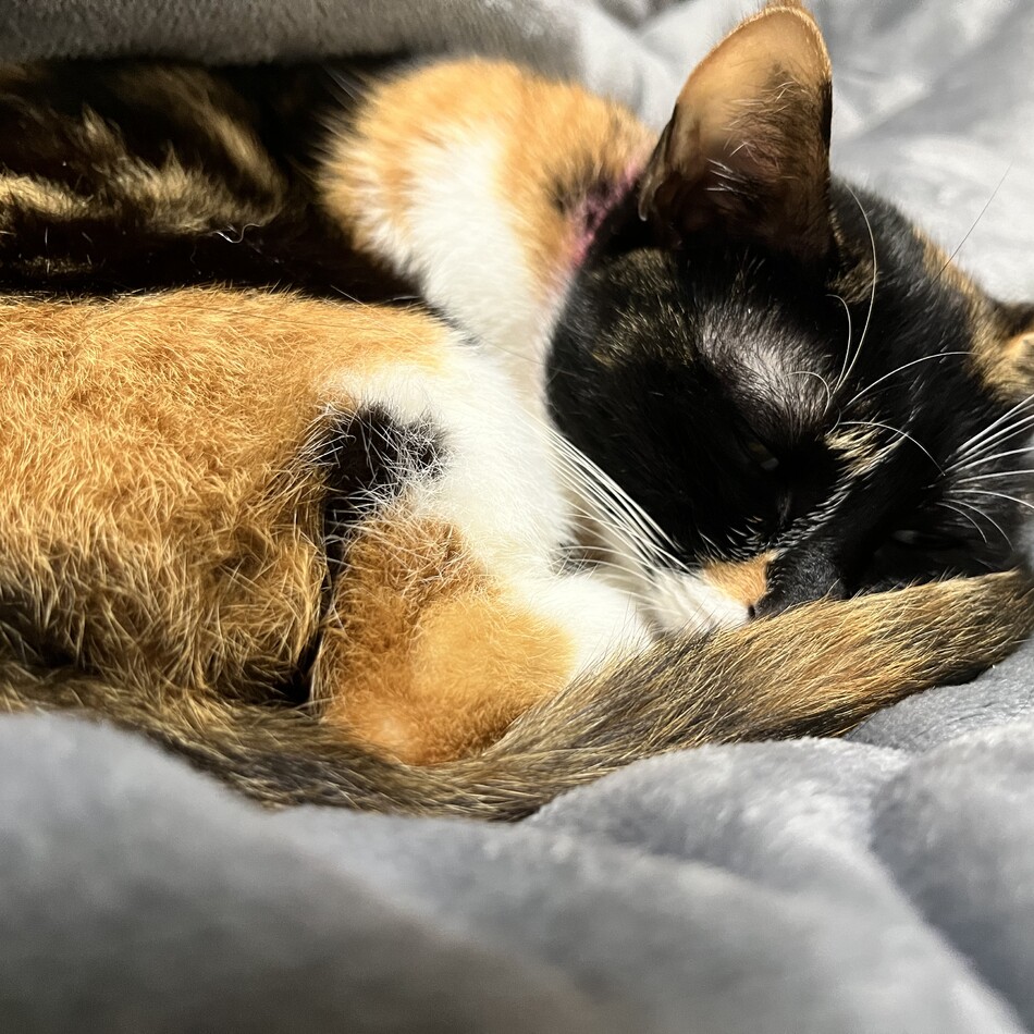 みーちゃんのカバー写真