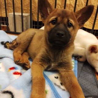 約2ヶ月半の男の子【ベア】