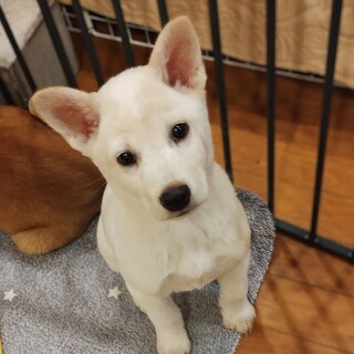 約2ヶ月半の男の子【スノー】