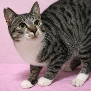 甘えん坊♪手袋つけた『ミトンくん』９カ月