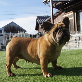 繫殖引退犬の募集