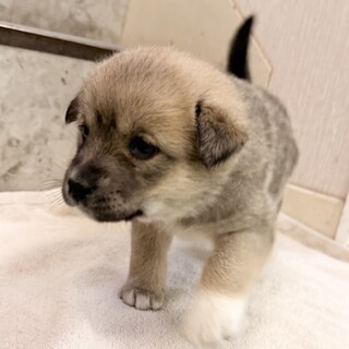 幼い明るくフレンドリーな子犬「生後1カ月メス」