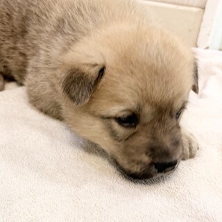 生後3週のとても幼い子犬（2月15日生まれ）