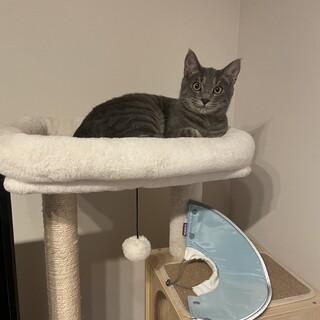 1歳サバトラの甘えん坊な男の子 1匹飼い希望