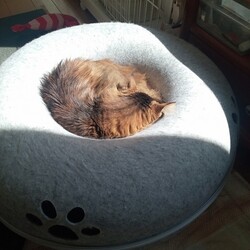 ドーナツにすっぽり！