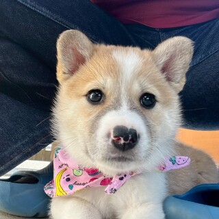 額のハートがチャームポイント【リュージュちゃん】