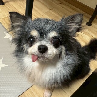 たまらなく可愛い【テディちゃん】